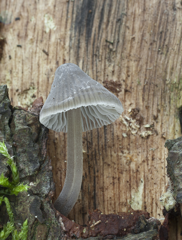 Mycena leptocephala